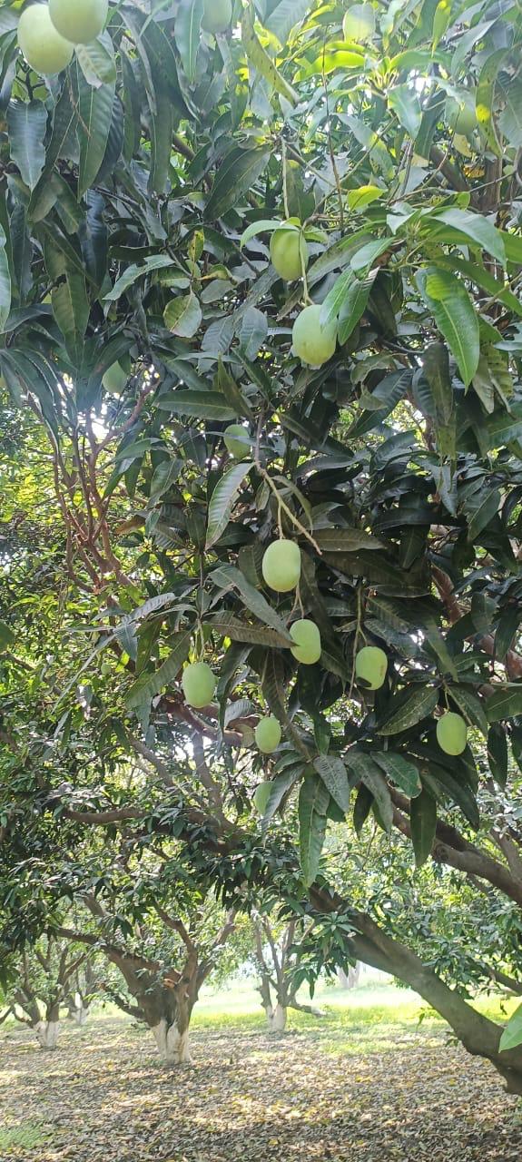 Dudhiya Malda Mango - Bihar - 5 KG BOX