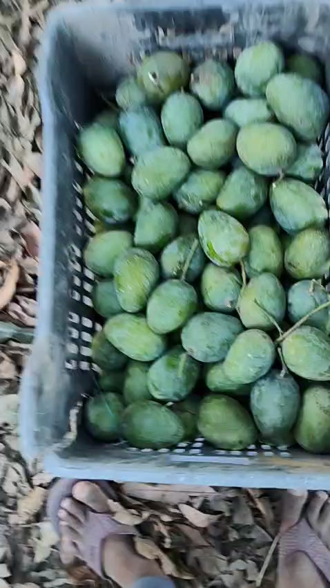 Bambaiya Mango
